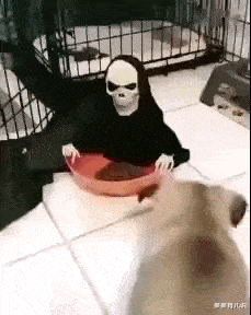 |“钓鱼被咬了，不过钓到了一条招财龙鱼，不亏，”评论沸腾了