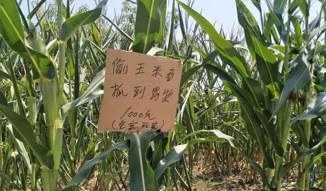 农民为保护玉米,砸伤小偷致其死亡,法院:故意伤害罪,判刑4年