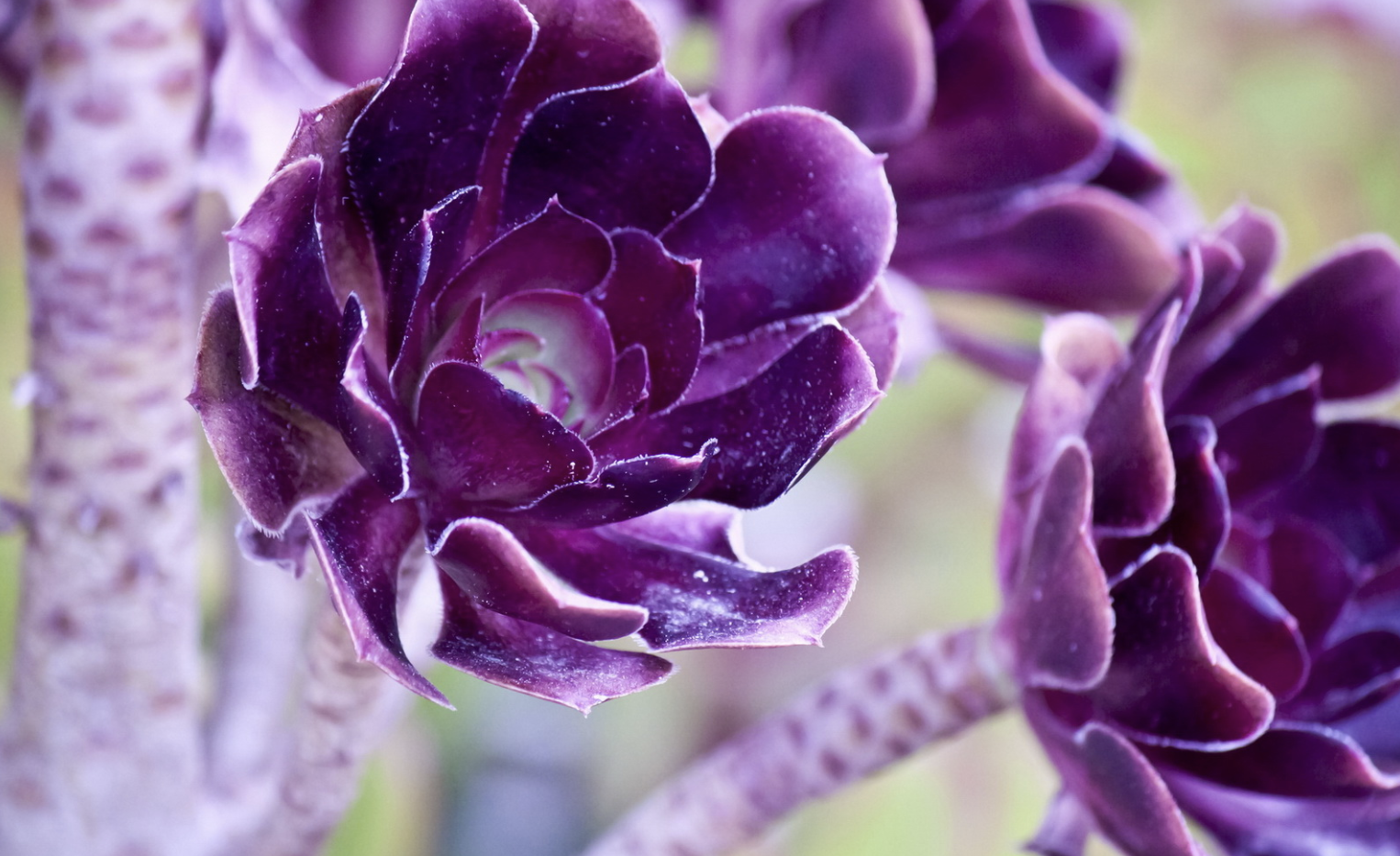 双子座|4月底，缘分起伏，黯然神伤的3个生肖，勇敢追逐，肆意爱恋旧情人