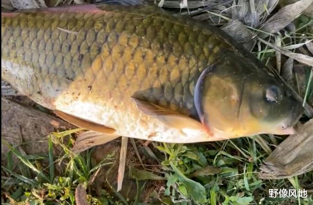 饵料|鲫霸!江苏钓鱼人水库起“鲫鱼王”,已经突破生长极限了?