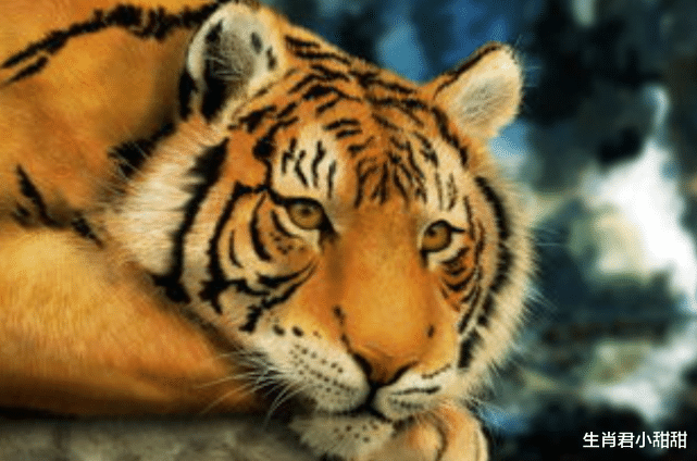 |赚钱大好时机将至,属虎人做好万全的准备,只等财运抵达