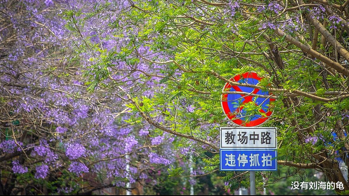 昆明|[紫色花海]你住的城市有蓝花楹吗