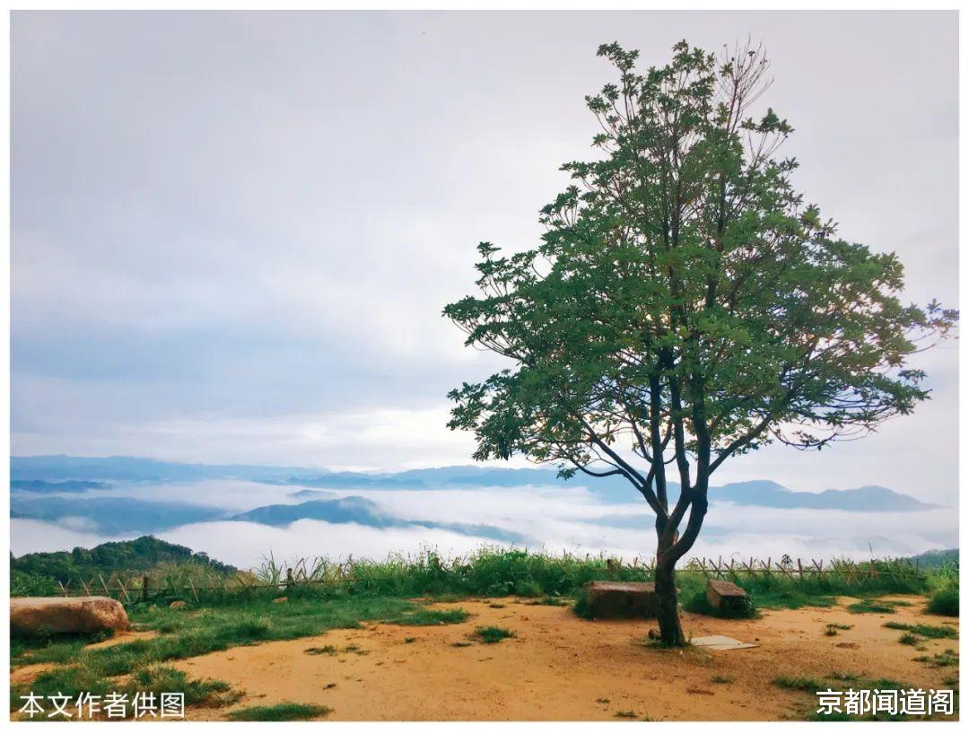 杨花：我与母亲（二）