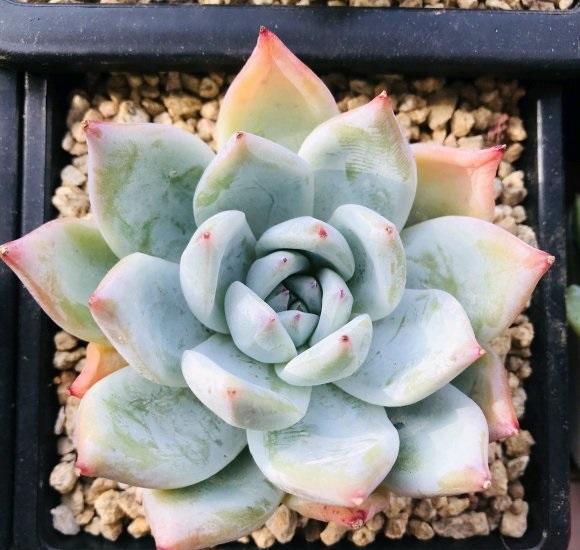 高温天气,多肉不能浇水,高温加潮湿,不出3天就烂根!