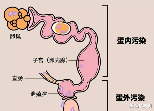 为什么大多数动物的排泄和交配,要共用一个器官?有什么好处吗?
