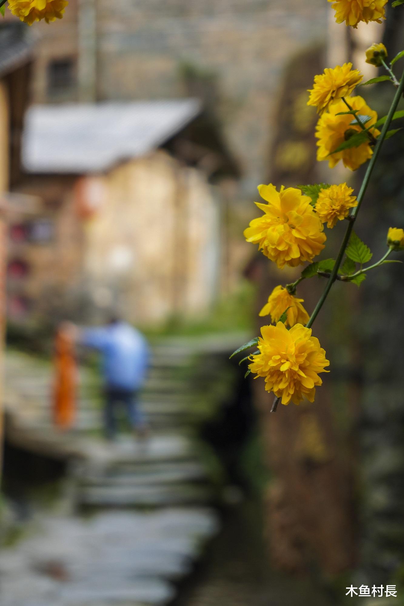 游山川|黄山脚下的小众古村，被誉为“梦里乡村”，宛如世外桃源