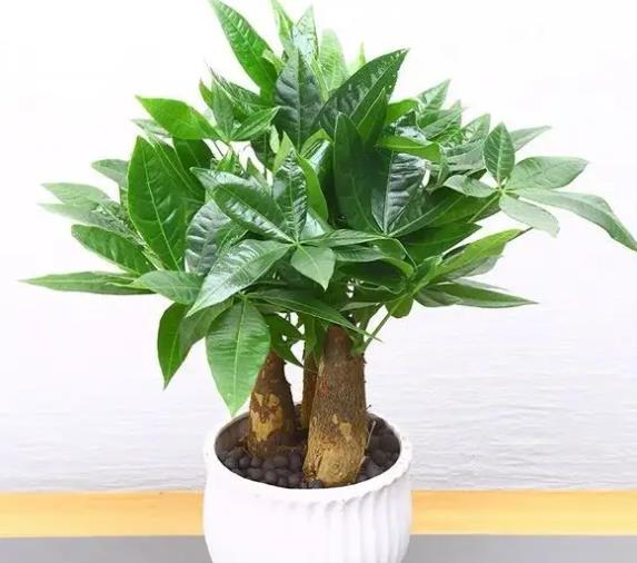 秋冬季这8种花要干着养，不然很容易烂根活不到春天