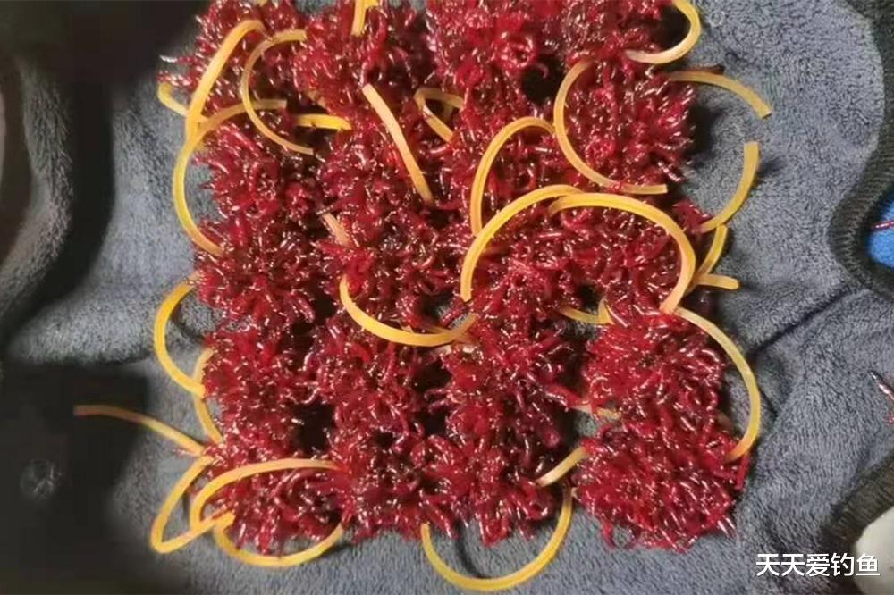 鲫鱼|冬季野钓,钓着钓着就没口了,是哪些原因造成的?