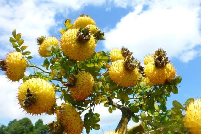 宋轶|宋轶生活照曝光,手捧刺宁吉造型超有少女感