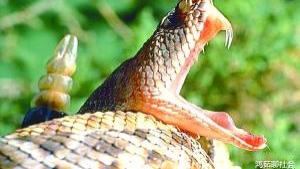 巴西蛇岛是人类的“禁地”，每隔5米就有一条金矛头蝮蛇，你敢去吗？
