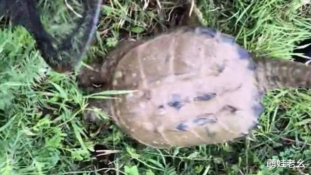 江苏省|江苏一男子野钓收获20斤的大乌龟，放生却被拦住，网友：放葱姜蒜