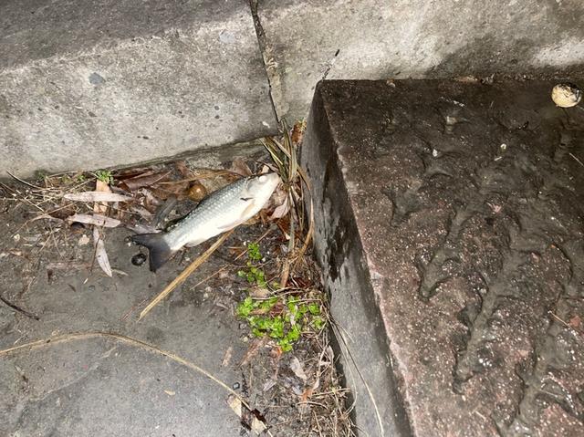 鲫鱼|【钓鱼之家虾粉】诱鱼和留鱼效果的效果果然不是吹的