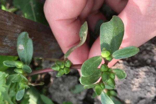 马齿苋|为什么男性前列腺会出问题?用2物泡茶喝,消炎杀菌,保护前列腺