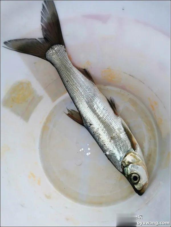 饵料|深水翘嘴最过瘾