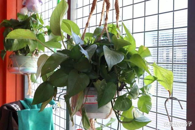 卫生间潮湿有异味,养上5种“吸味花”,祛湿除味还能“灭菌”