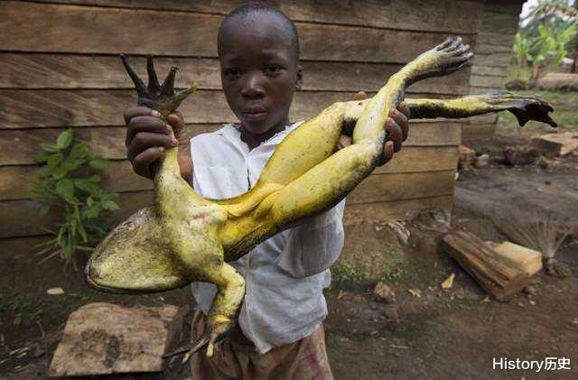 世界上最大的青蛙：重7斤，可跳5米多高，连蝌蚪都有鹅蛋那么大