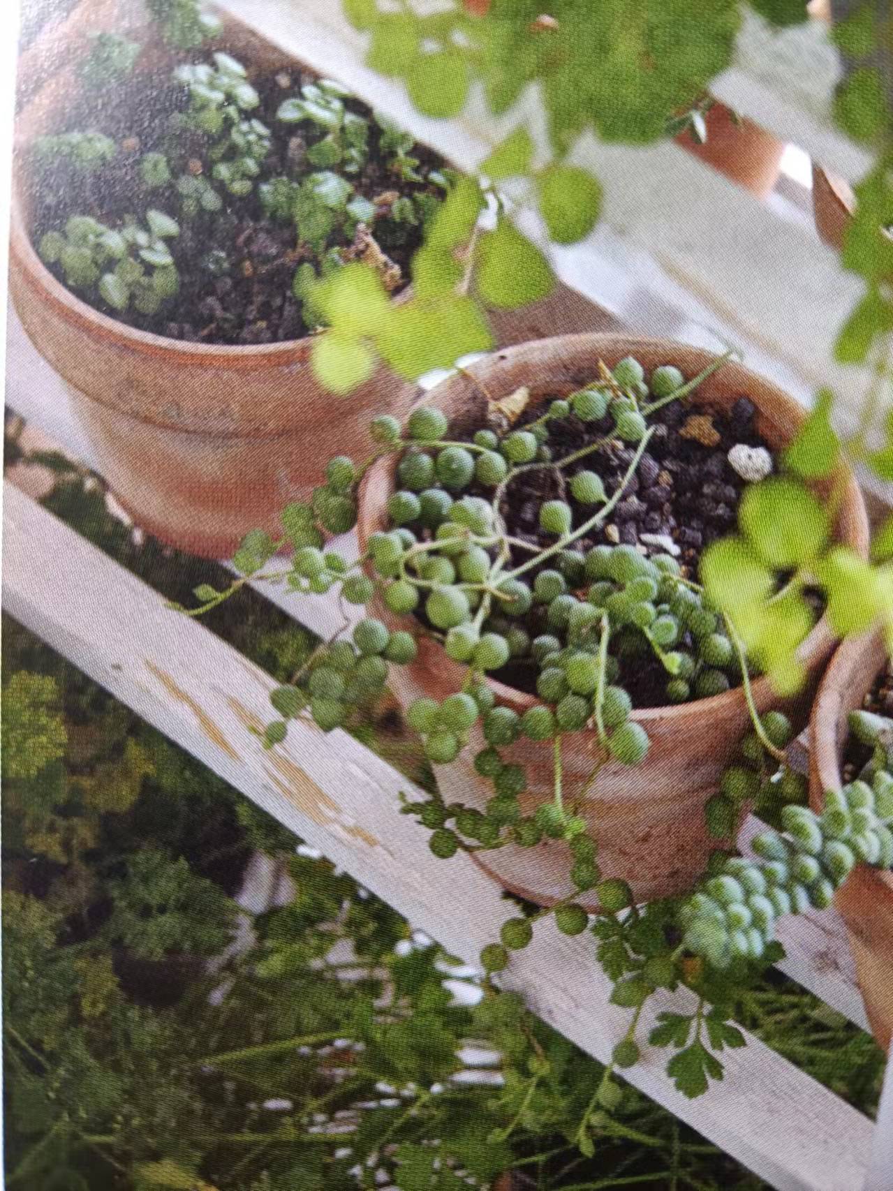 阳台花朵打造“最美阳台”的技巧