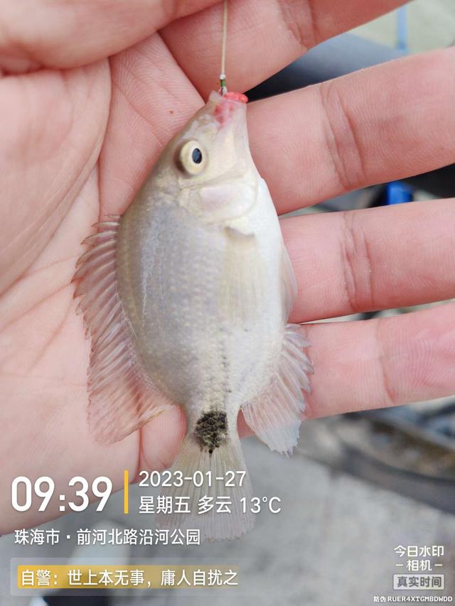 |老地方新收获!“老情人”终究禁不住念叨