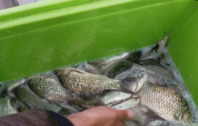 饵料|深冬大雾天气野钓攻略，大鲫频出但非所有位置都有