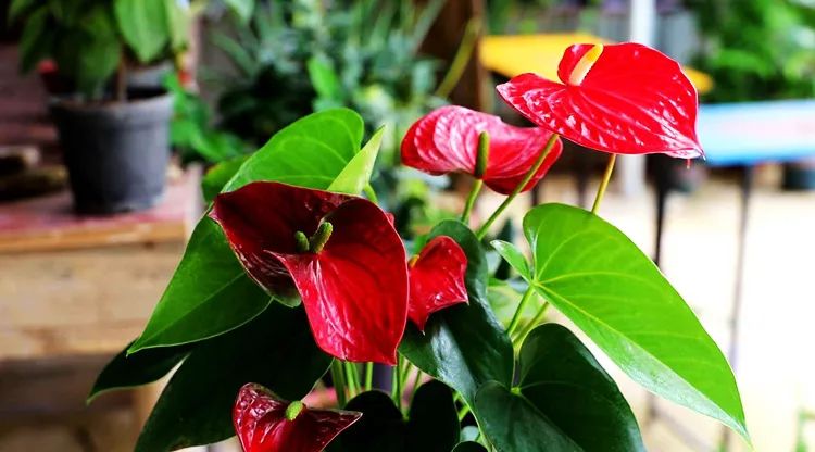 这些绿植放在卫生间最好运!财气冲天,鸿运当头!