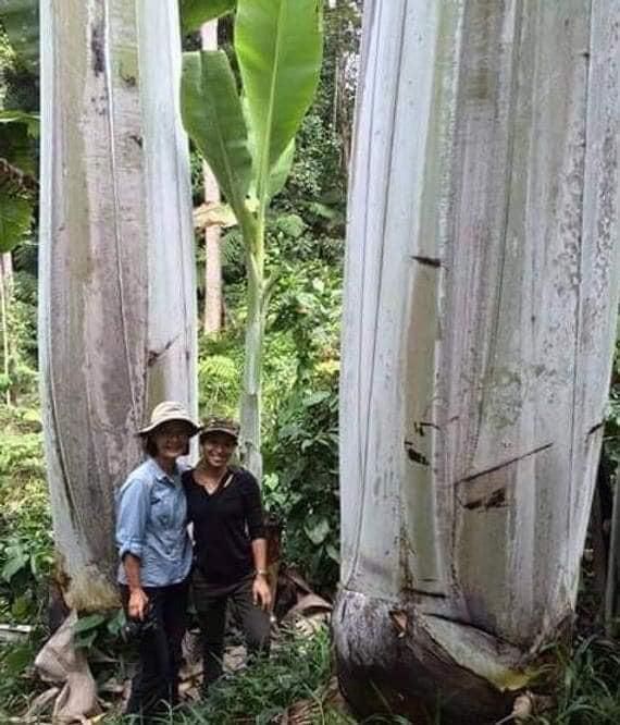 神农架|世界上最大的香蕉树