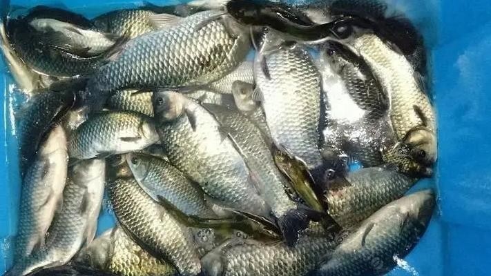 饵料|窝里有鱼却不吃饵？只因这“3个问题”，晚春野钓一定要重视