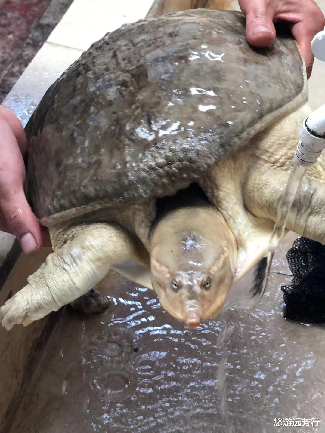 黄河大鳖游到岸边偷鱼吃,被钓鱼人“当场抓获”,竟是只白色甲鱼