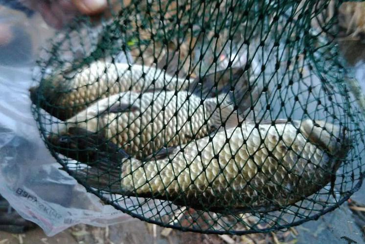 老板娘|我交了200元钓费钓4个小时的鱼,为啥我钓了差不多100斤的鱼不能带走了