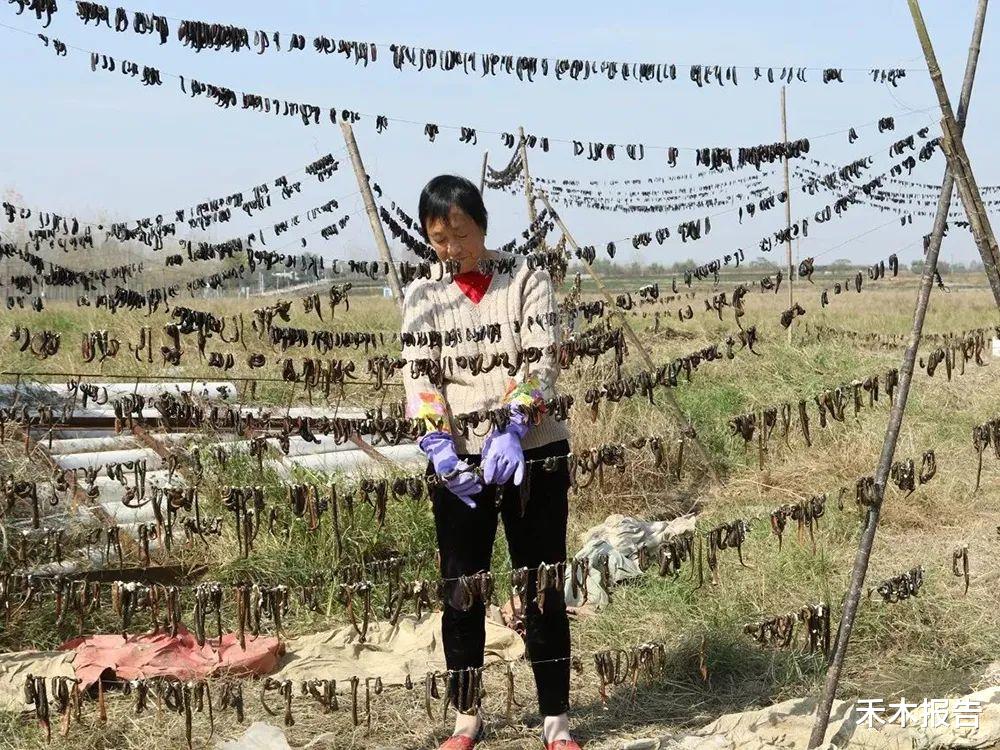 以前稻田里多,听名字就让人害怕,如今却十分珍贵,2000元/公斤