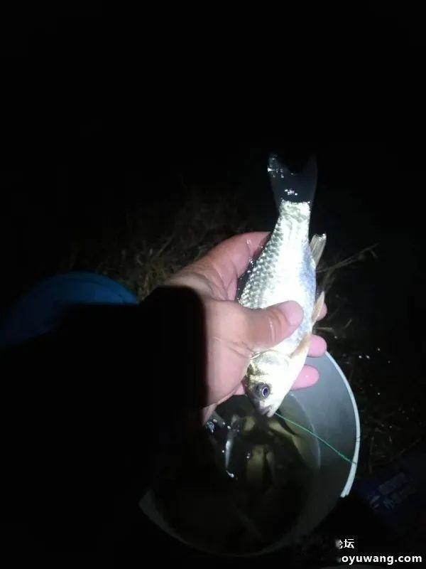 钓鱼|冬夜独钓,鱼口暴躁!