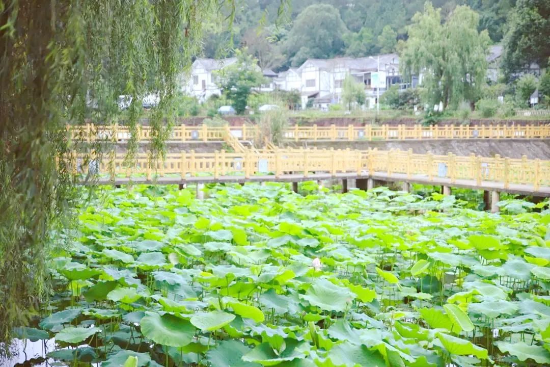 丰台|一梦到陵州，方知江南如许
