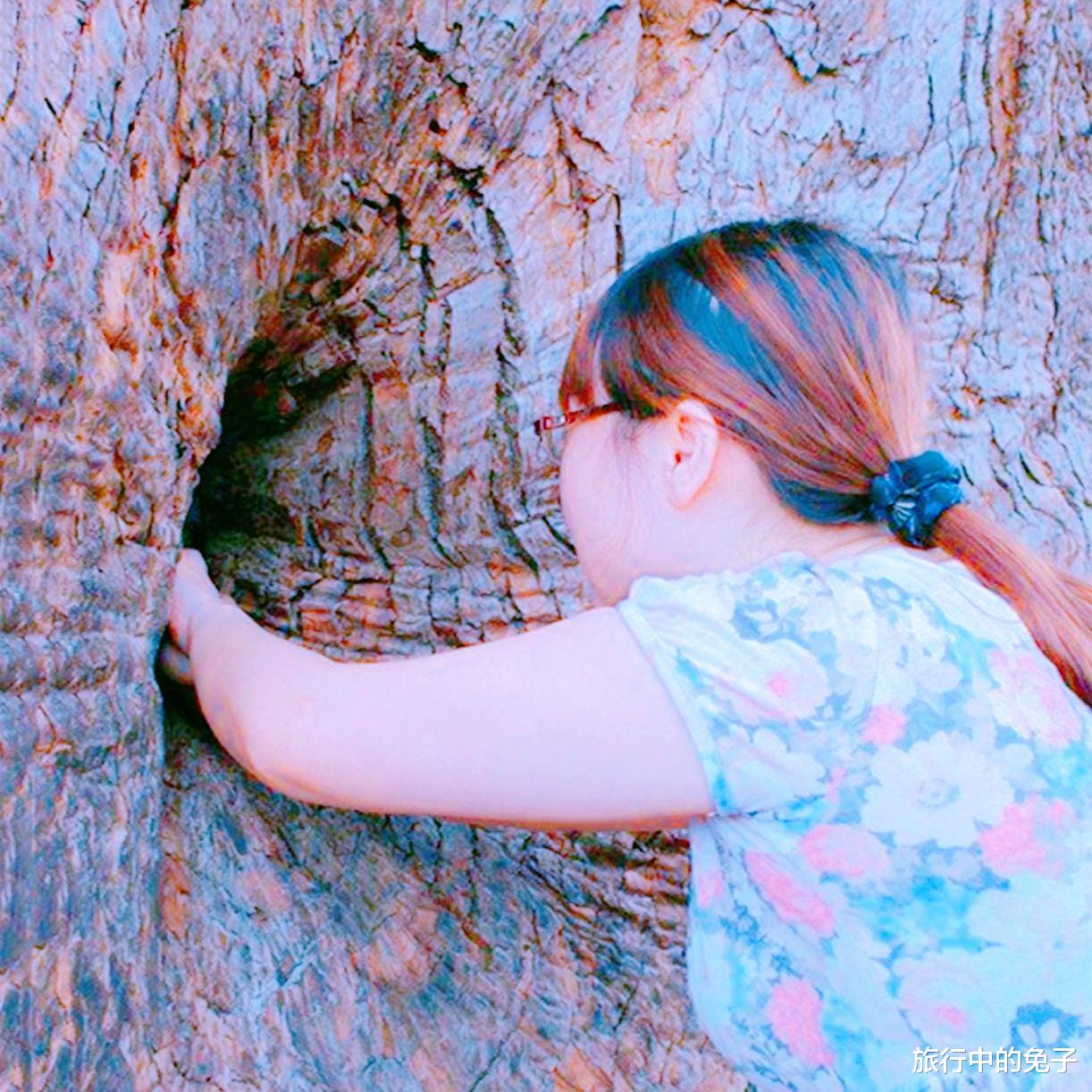 河南|福建一棵古树，里面藏有“神像”，怎么放进去的至今成谜