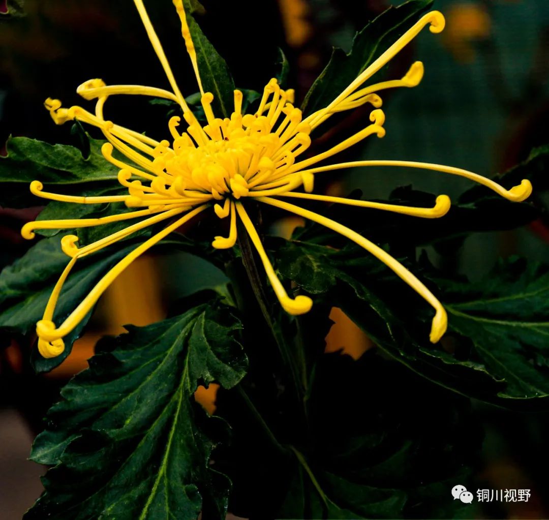 美丽|美丽的西安植物园【摄影铜川魏梅霞】