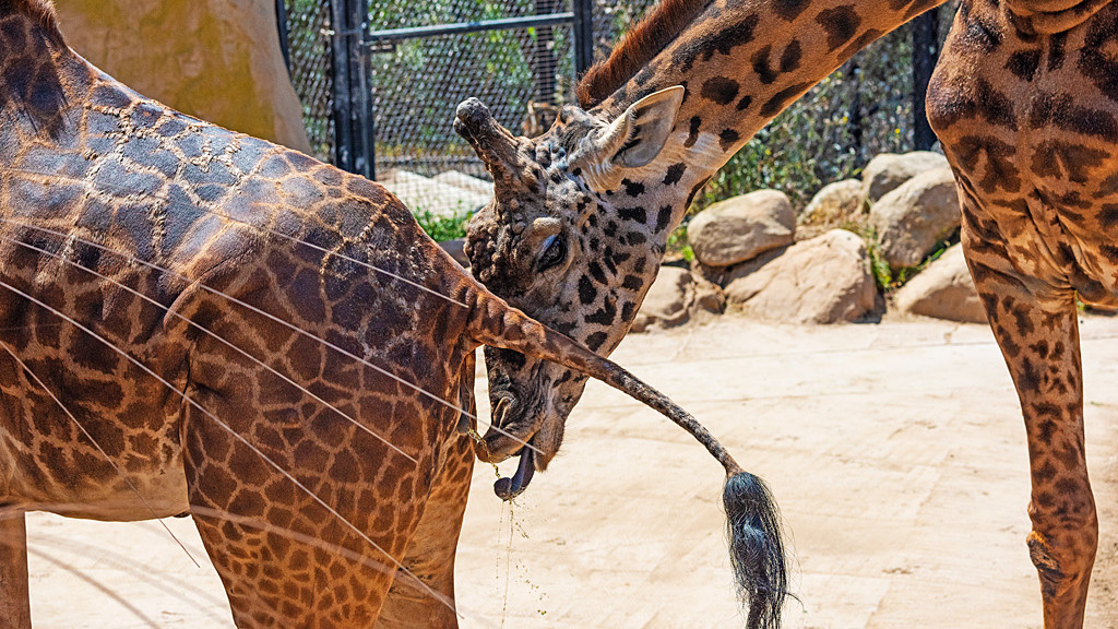 动物界中的闪电侠！长颈鹿的交配时间仅有几秒，能达到效果吗？