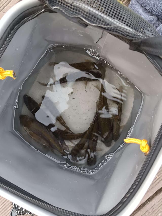 |元旦三天活动结束，标鱼依旧不见踪影