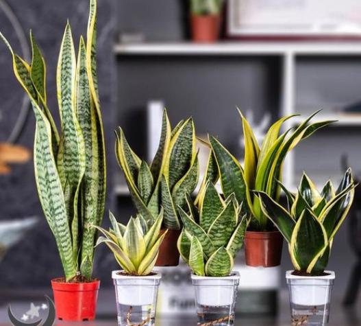 不跟人们争氧气的“6种花”,养在卧室里,睡眠都变好了