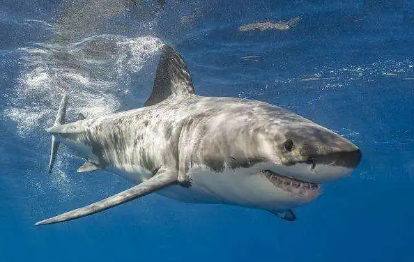 昆明|百万粉美女主播提子吃鱼翻车, 被吃鱼疑似大白鲨, 还是钓鱼人更省心
