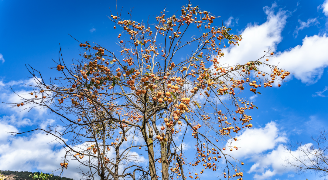 徽州|您有一份来自温泉的“柿柿如意”，请注意查收