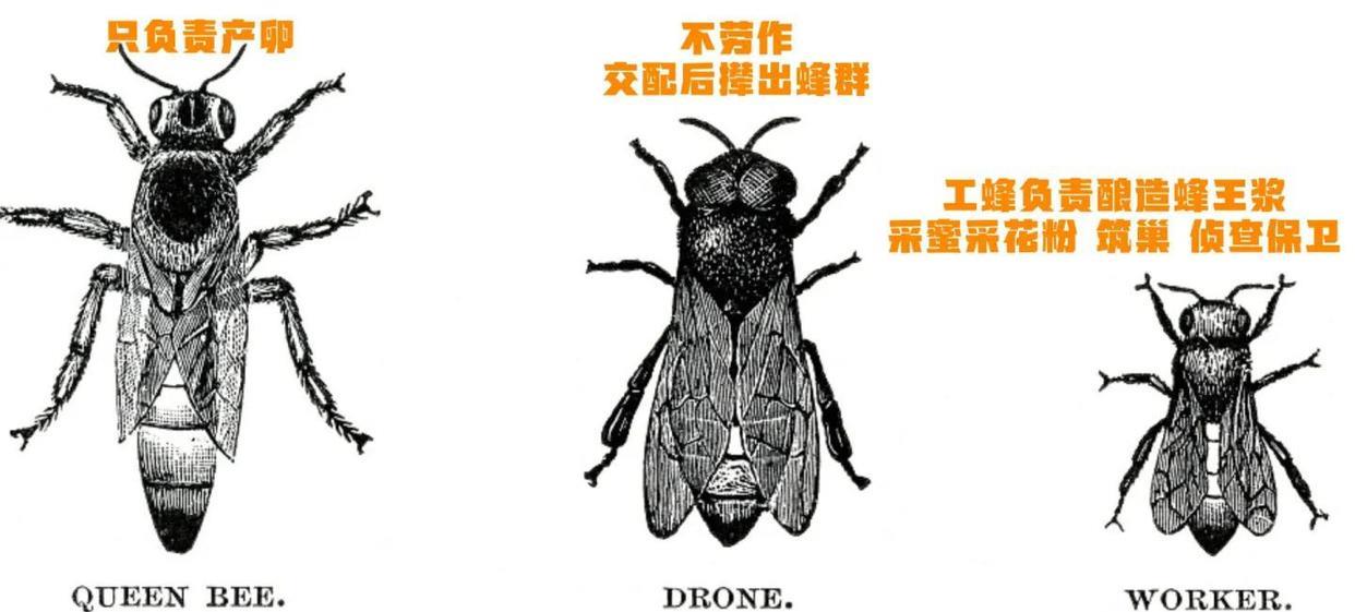 为什么总有蜜蜂围着你飞舞?其实蜜蜂的行为,都是别有用意