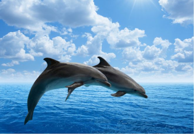 难以想象,鲨鱼竟然会害怕海豚,难道海豚是海洋中的霸主吗?