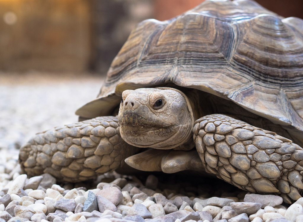 世界上活得最长的动物是什么？乌龟仅排第四