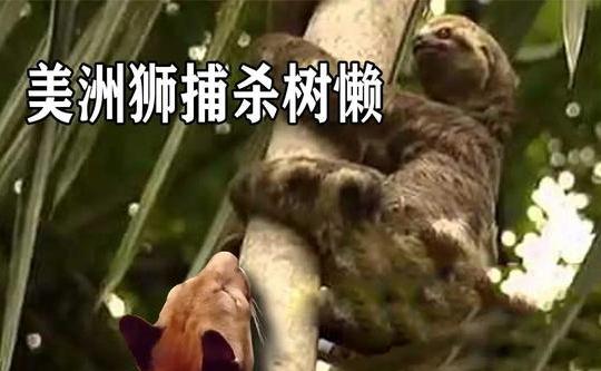 树懒到底有多懒?被猎物咬住都懒得反抗,为啥还没灭绝?