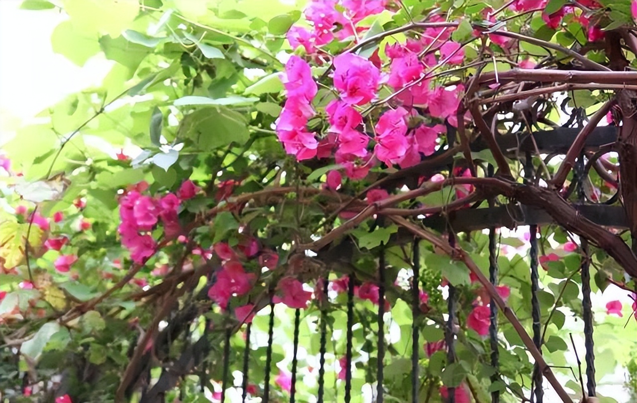 花做篱笆,蝴蝶自来,只需要在院子里种上一株爬藤植物