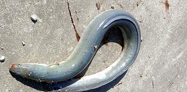 榕江|广东一男子榕江垂钓，罕见钓获蛇形怪鱼，得知身份后有人高价购买