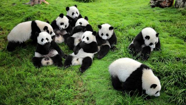 成都|四川成都周遍都有哪些值得去的旅游景点呢?