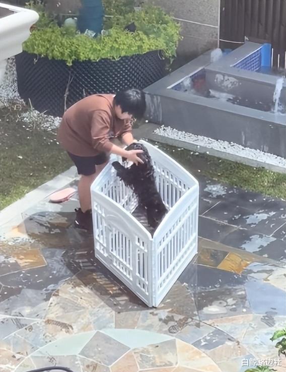 邹市明|邹市明10岁儿子曝近况！轩轩亲自给宠物狗洗澡，宅院内景气派豪奢