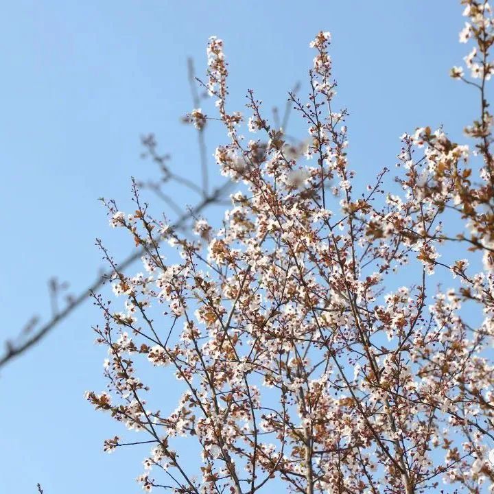 新疆维吾尔自治区|春暖花开来船山！在这里感受春意……