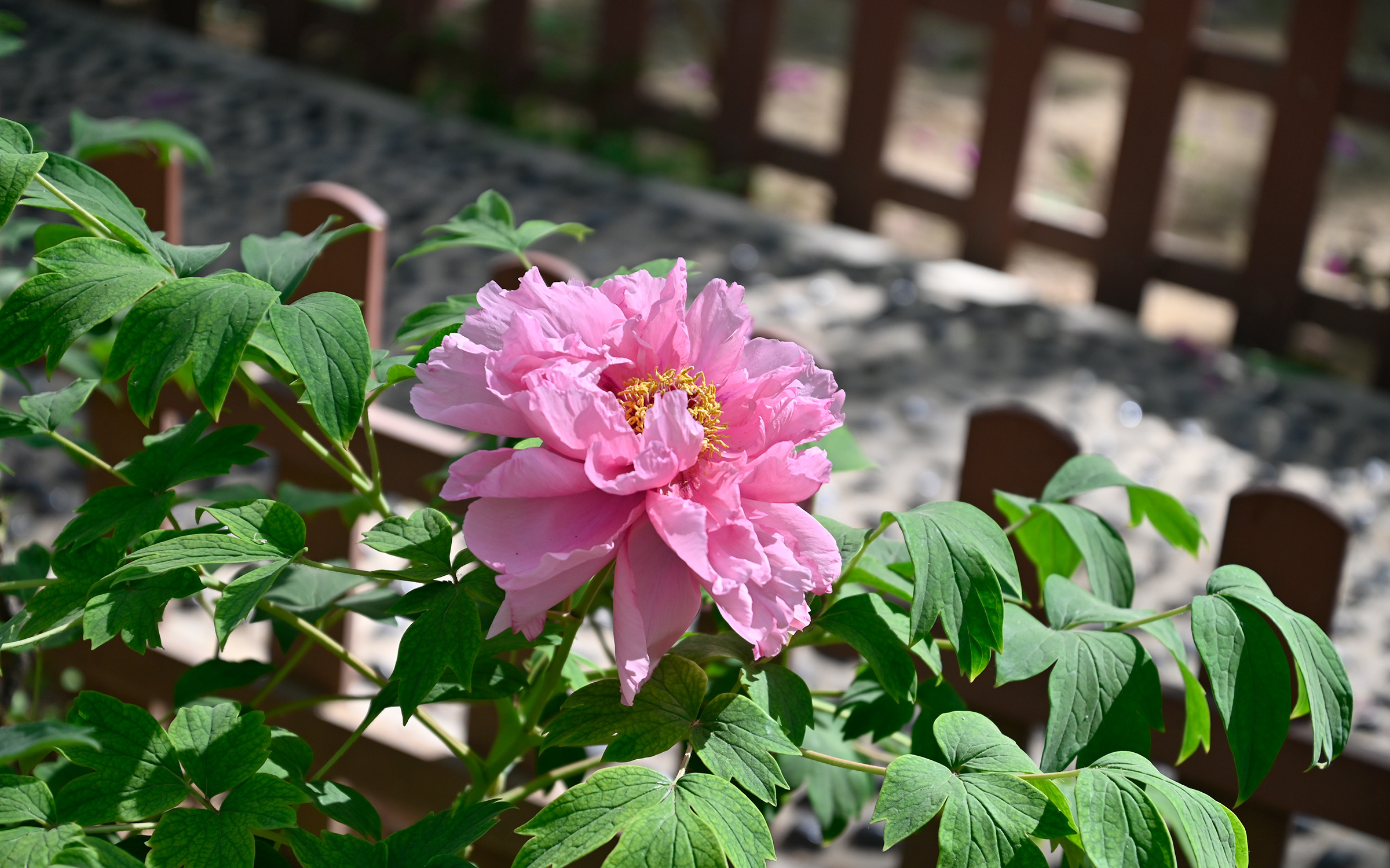 Python|价格崩坏，尼康Z系列微单缺货涨价，Z5单机都要12000元了