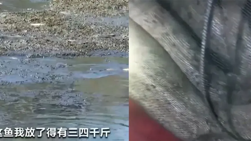 黑龙江一农户，发现自家鱼塘不对劲，投放的三四千斤鱼不断减少