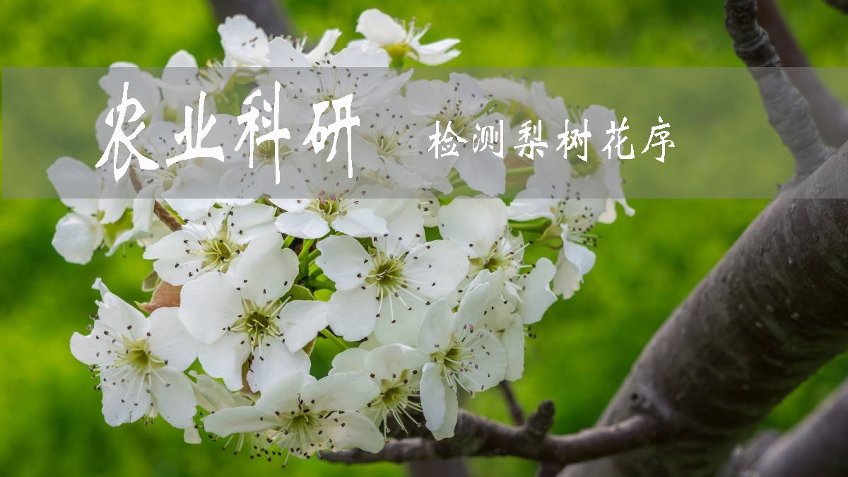 算法|农业科研：改进检测梨树花序算法，智能化疏花